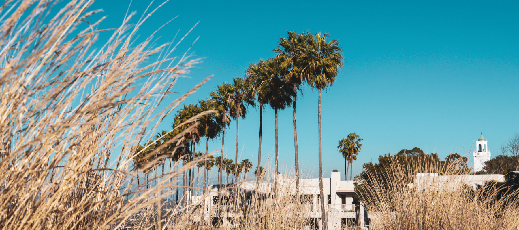 Palm Trees and Bell Tower on LMU's Campus